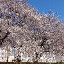 동천의 벚꽃밭2 이미지