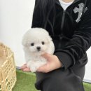 야옹아멍멍해봐삼각점 이미지