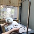 심쿵하개 애견미용 이미지
