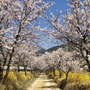 벚꽃길주유소 이미지