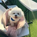 어뮤즈퍼피 | [천안] 천안 성정동 애견카페 &#39;어뮤즈퍼피&#39; 방문 후기
