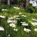 미르하우스1157 이미지