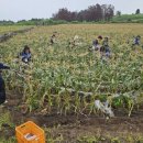 초당농장 이미지