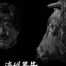 제주 흑우 이미지