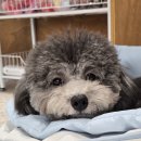 댕냥잇츠 이미지