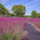 10월18일(토)하남당정공원 핑크뮬리 이미지