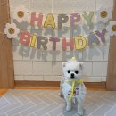멍냥과자 | 수원 수제간식 전문점 멍냥과자 강아지생일케이크 내돈내산 후기