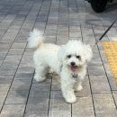 어여쁘개 이미지