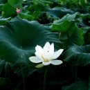 들꽃산장 이미지