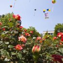 장미의거리4 이미지