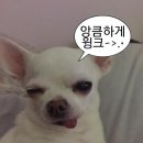 모