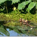 능내1리 이미지