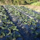 춘천농장 이미지