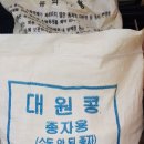 종자용 대원콩~ 이미지