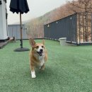 이웃집 메리 이미지