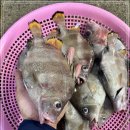 6월 20일(목) 목포는항구다 생선카페 판매생선 [ 횟감용 민어 / 딱돔, 쏨팽이, 우럭 / 잡어세트 ] 이미지