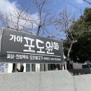 가야포도원