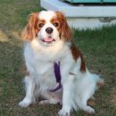 현대애견사료 이미지