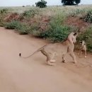 하룻 강아지 이미지