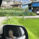 행운애 이미지