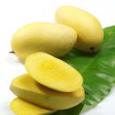 파란망고 이미지