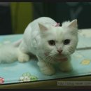 루비 애견샵 이미지