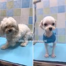 59펫살롱 이미지