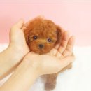 천사 애견 이미지