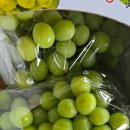 골드샤인 이미지