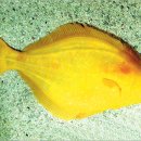 황금종1 이미지