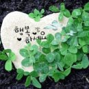 목련헤어라인 이미지