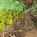 손가네 농장 이미지