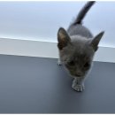 행복한강아지와고양이 이미지