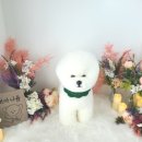 개아나유 이미지