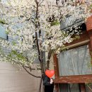 소금이 | 하우스오브 아프리콧 서울숲 방문 후기 (소금이 쇼핑 + 현실 아쉬움)