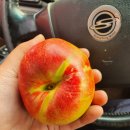 영천 스타농원 이미지