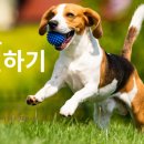 청윤주