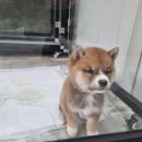 수원시바견 이미지