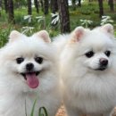 털로덮인친구들 수원시청역점 이미지