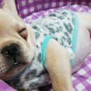 센스펫(노은점) 이미지