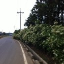 무릉리-11 이미지