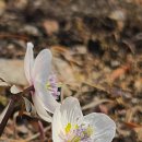 새봄을 기다리며 미리 보는 우리 들꽃 (3) 변산바람꽃 이미지