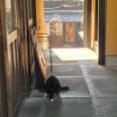 운정고양이호텔 | [일본] 후쿠오카 여행 4일차｜라쿠투어 쿠로카와 온천 투어 후모토 료칸 내돈내산 솔직 후기