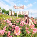묵현초등학교 | 서울 꽃구경 중랑구 장미축제 주차장 가는길 꿀팁 실시간
