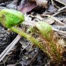 고사리곡 이미지