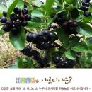 아로니아 이미지