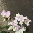 캣츠나비 이미지