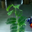 타마린드 이미지