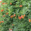 경천식물원 이미지