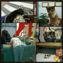 사하라동물병원 이미지